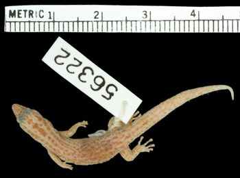 Media type: image;   Herpetology R-56322